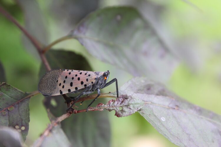 Ag secretary talks Spotted Lanternfly